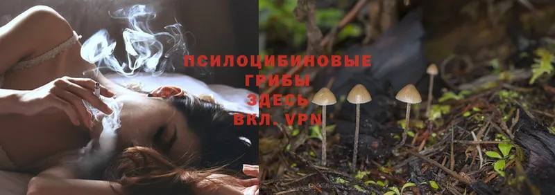 купить наркотик  Сатка  hydra tor  Галлюциногенные грибы Psilocybe 